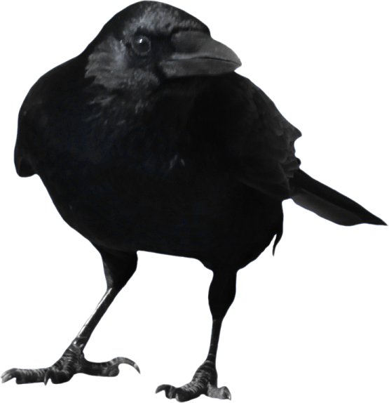 a black bird is standing on the ground