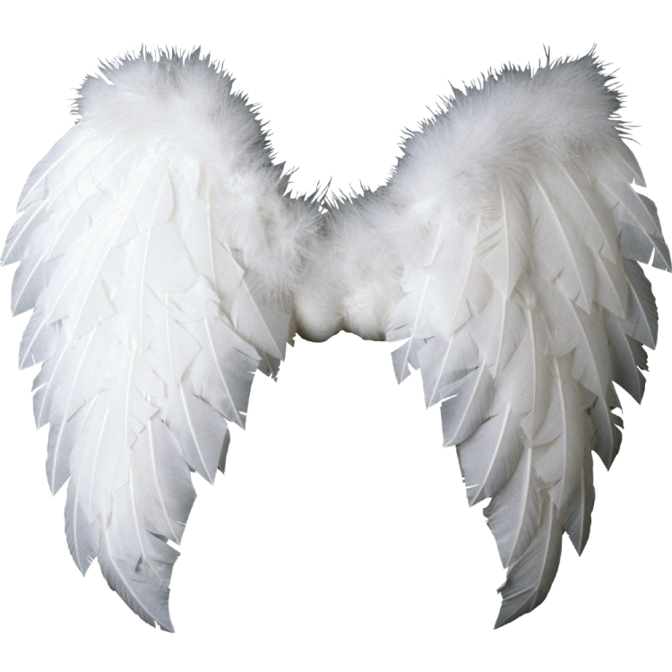 two white wings on a white background