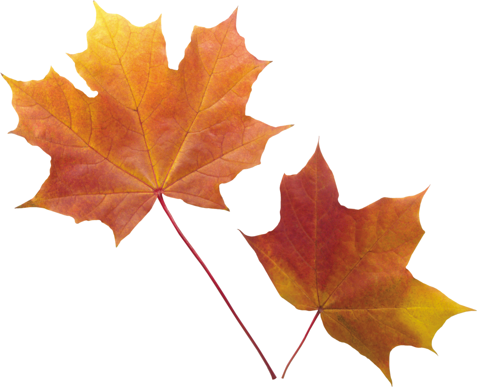 two red and yellow maple leaves