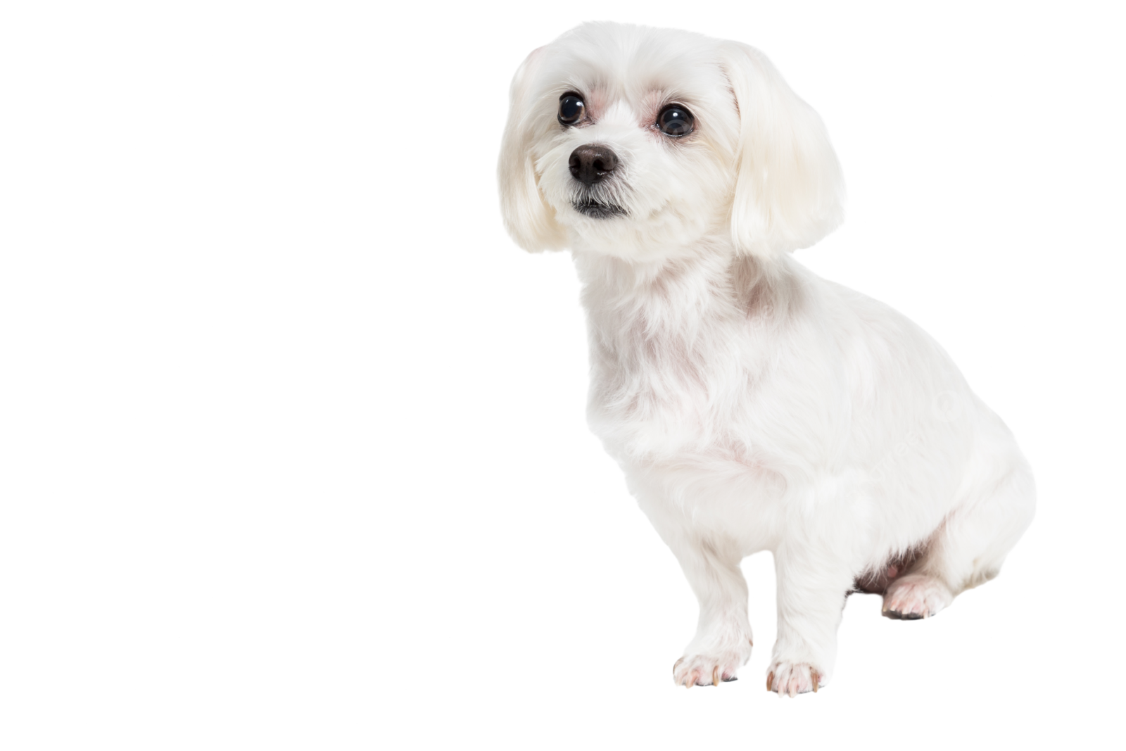 a small white dog sitting in front of a white background