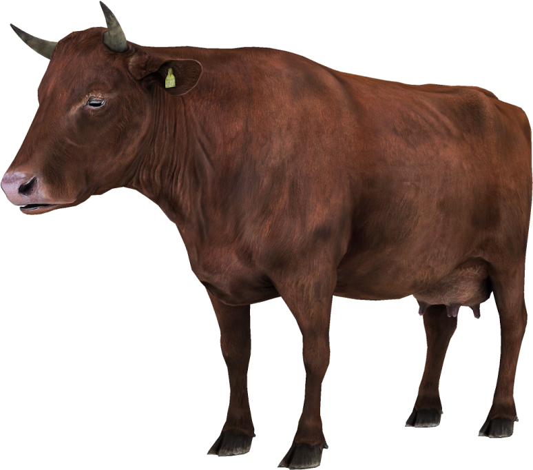 a brown cow standing in front of a white background