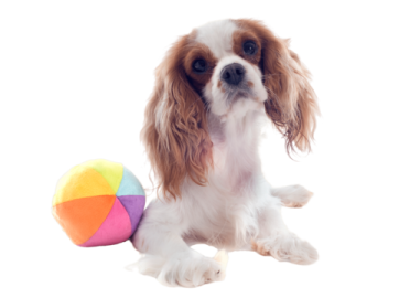 a small dog with a ball in its mouth
