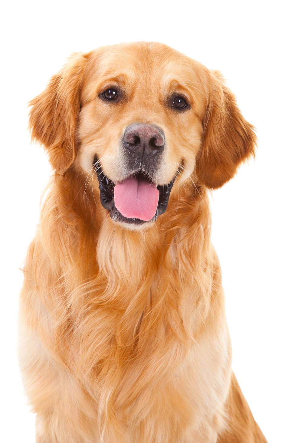 a close up of a dog with its tongue out