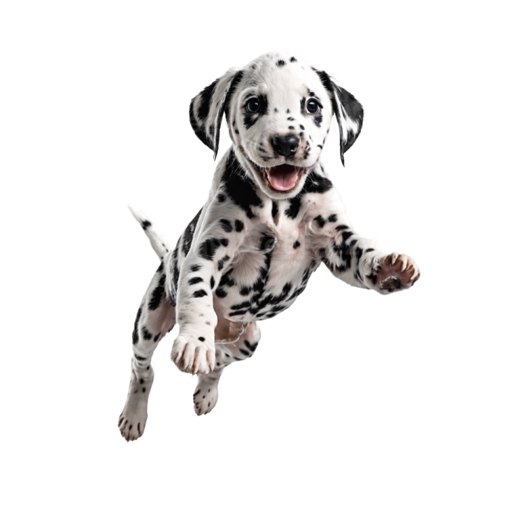a black and white puppy dog jumping in the air