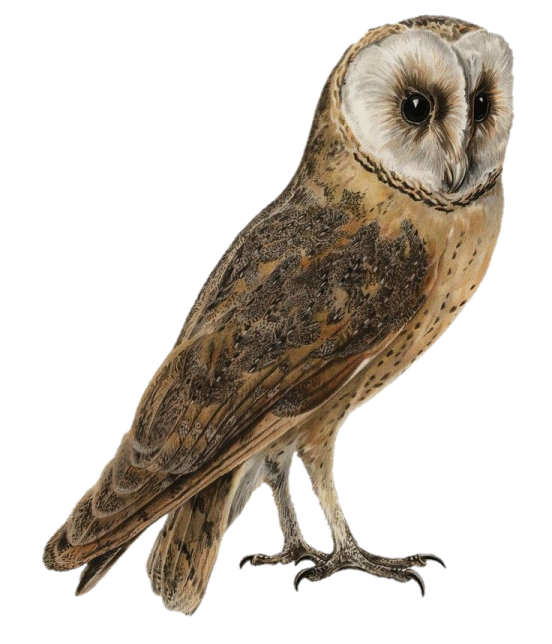 an owl standing on a white background