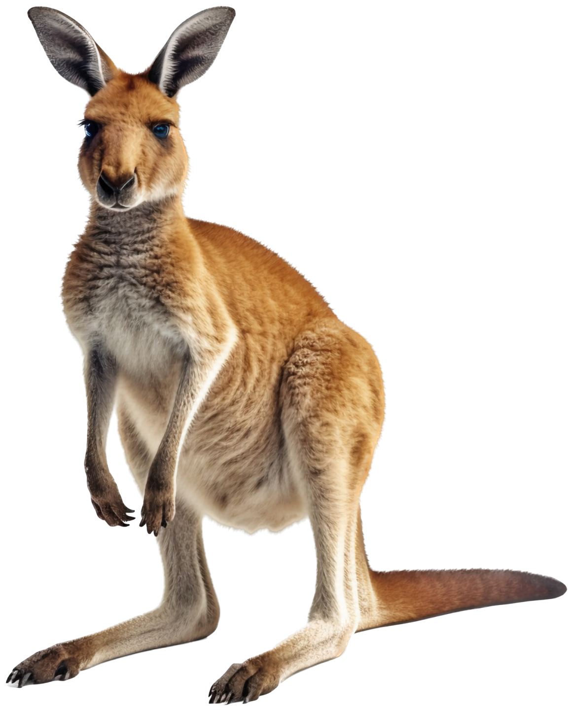 a small kangaroo standing on its hinds