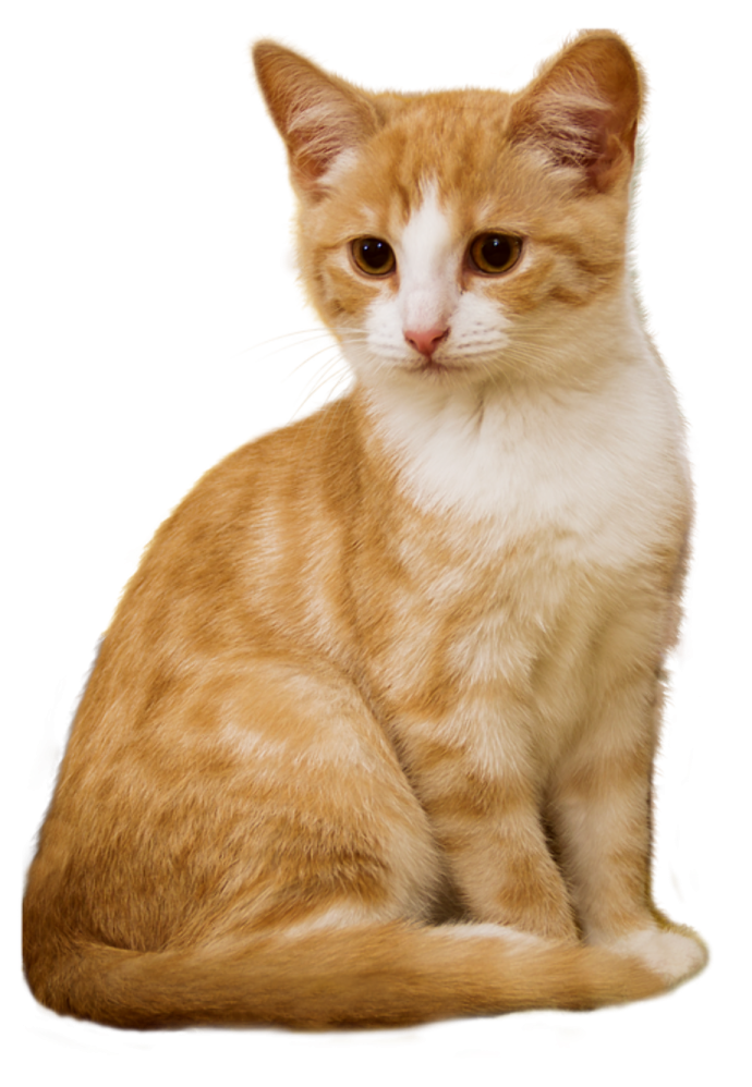 an orange and white cat sitting down on a white background