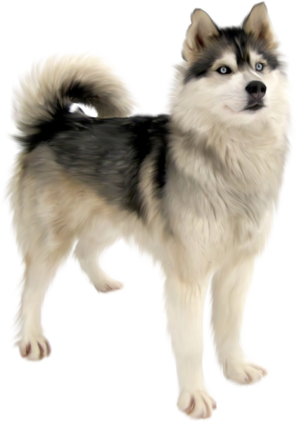 a black and white dog standing in front of a white background