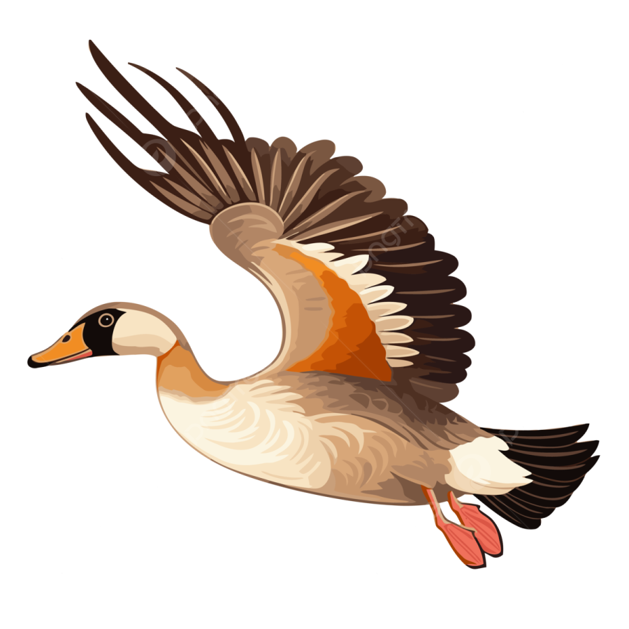 a goose flying with its wings spread