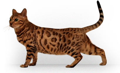 a cat walking on a white surface