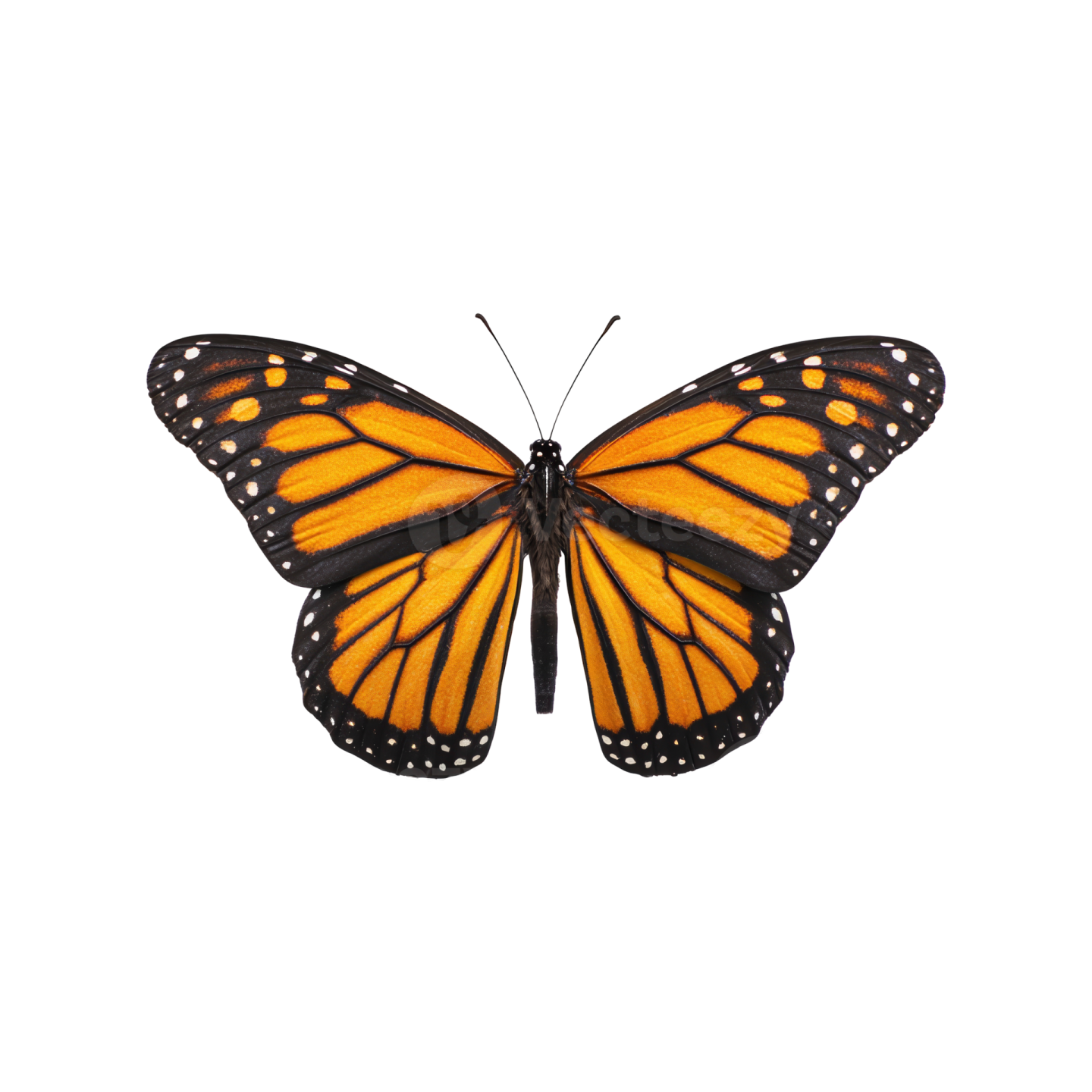 a monarch butterfly on a white background