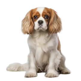 a small brown and white dog sitting down