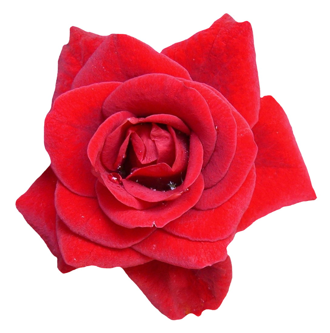 a red rose flower on a white background
