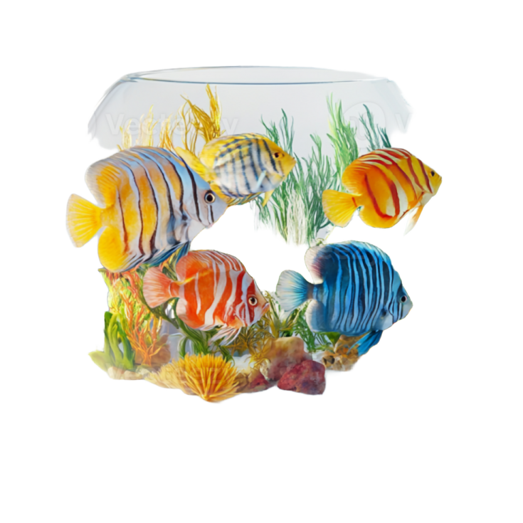 a fish bowl filled with colorful tropical fish