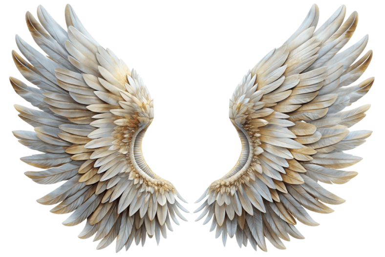 two wings on a white background