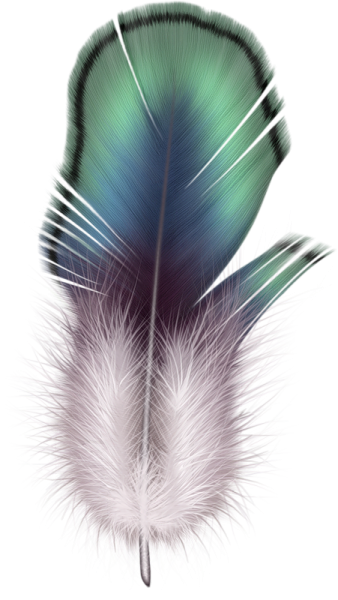 an image of a feather on a white background