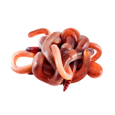 a pile of worms