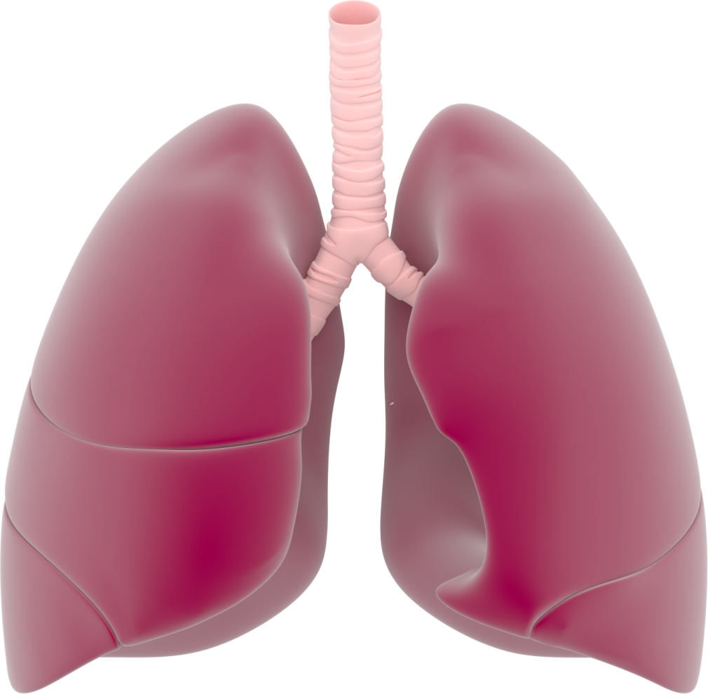 a diagram of the lungs