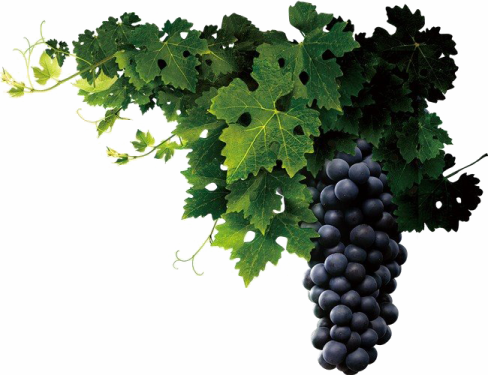 a bunch of grapes hanging from a vine