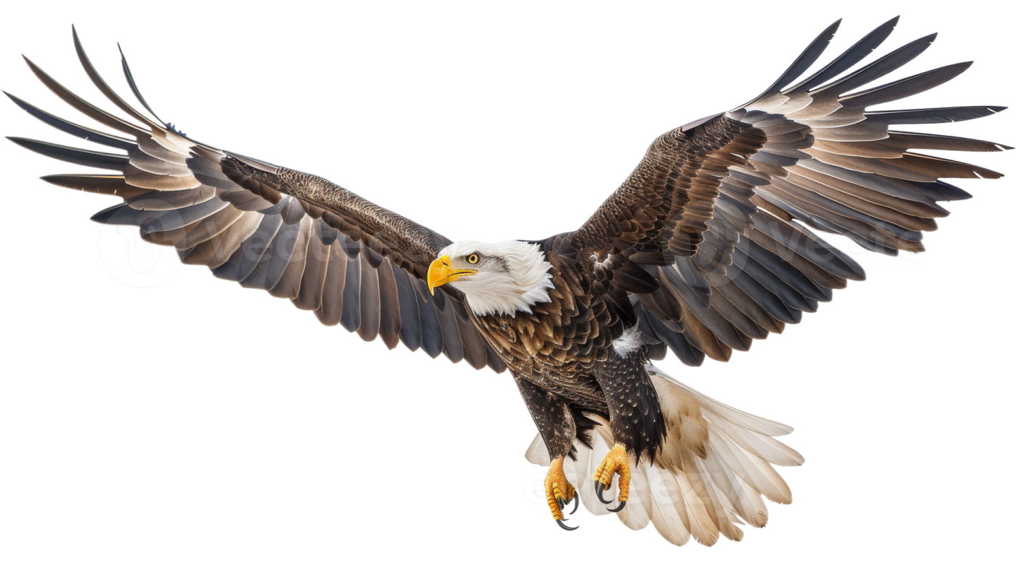 an eagle flying in the air with its wings spread