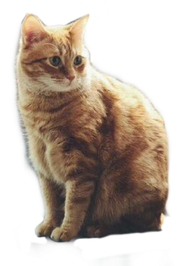 an orange cat sitting on the floor