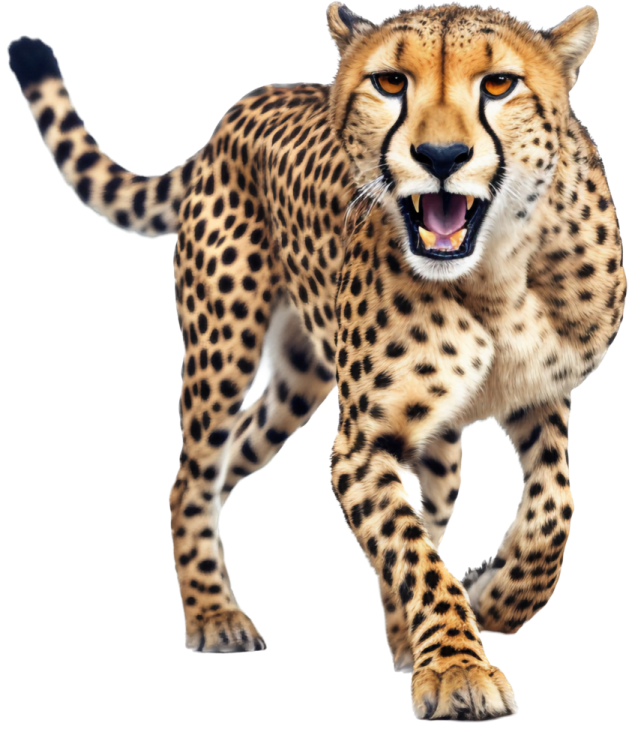 an image of a che chey cheetah