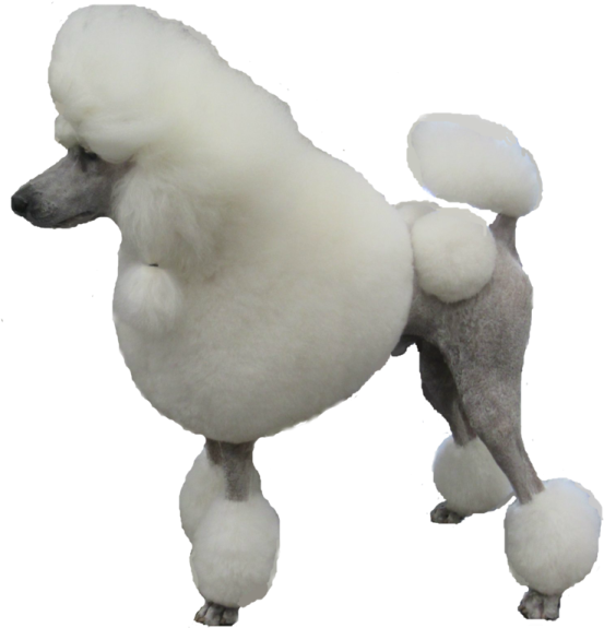 a white poodle dog standing on its hinds