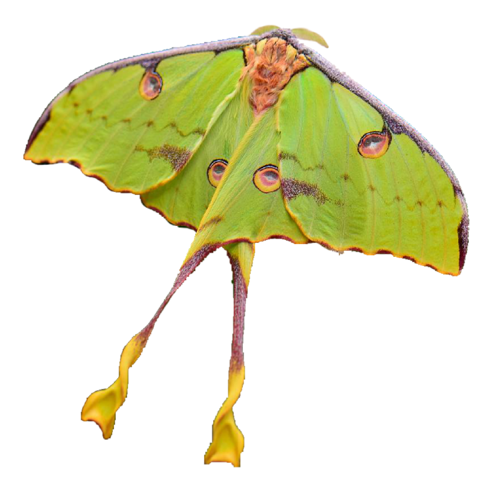 a luna moth on a white background