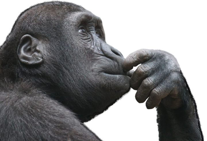 a close up of a gorilla's face
