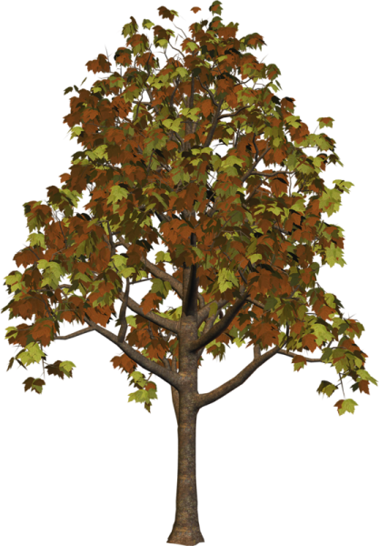a tree with brown leaves on it