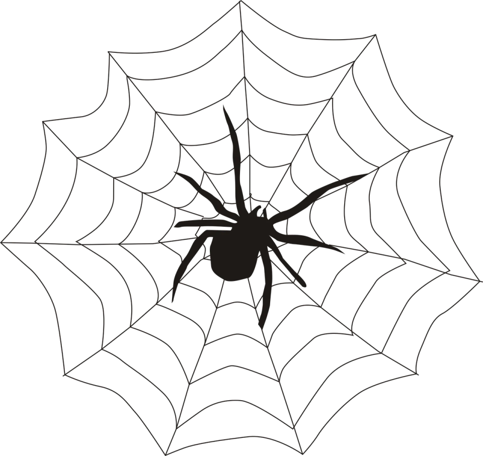 a black and white spider on a web