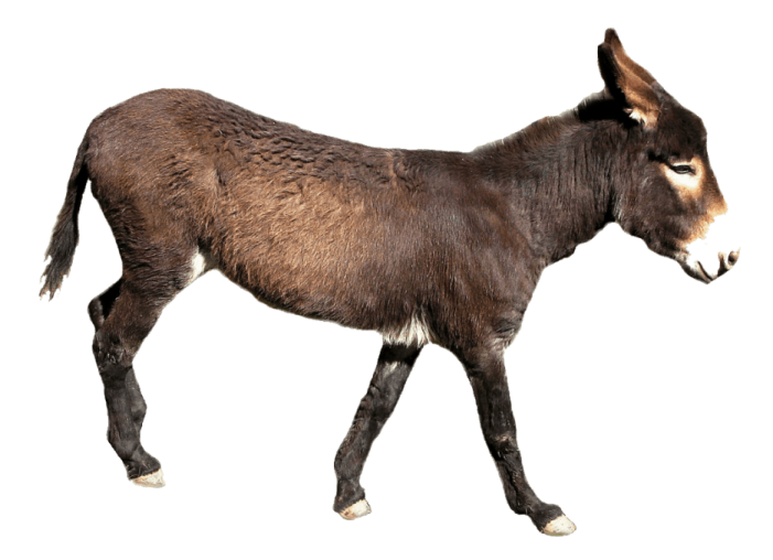 a small donkey walking on a white surface