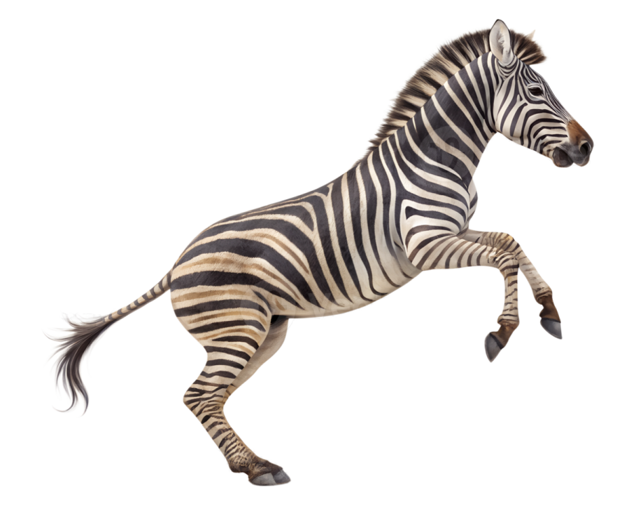 zebra running in front of white background