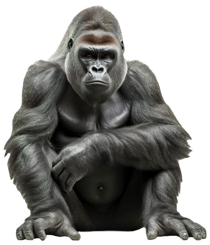 a gorilla sitting down and looking at the camera