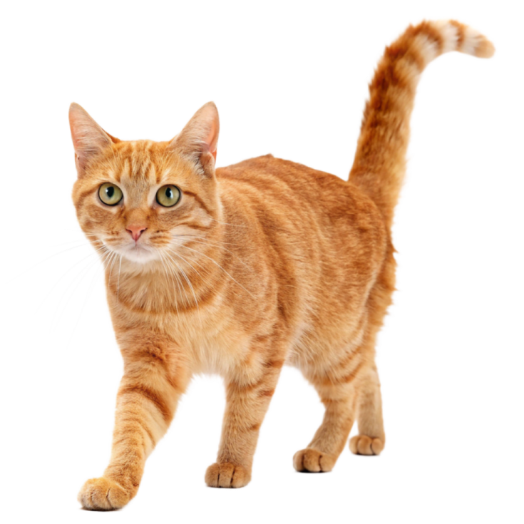 an orange cat standing on a white surface