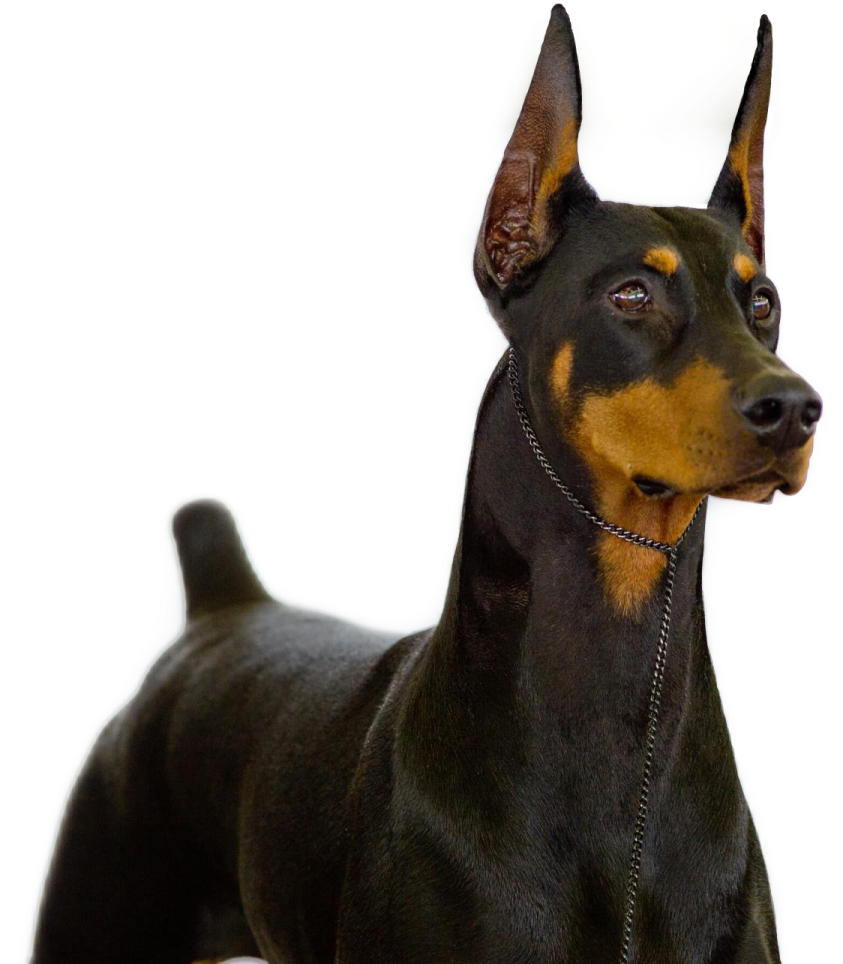 a black and brown dog standing on a white surface