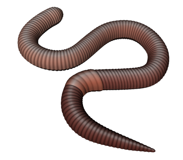 a worm on a white background