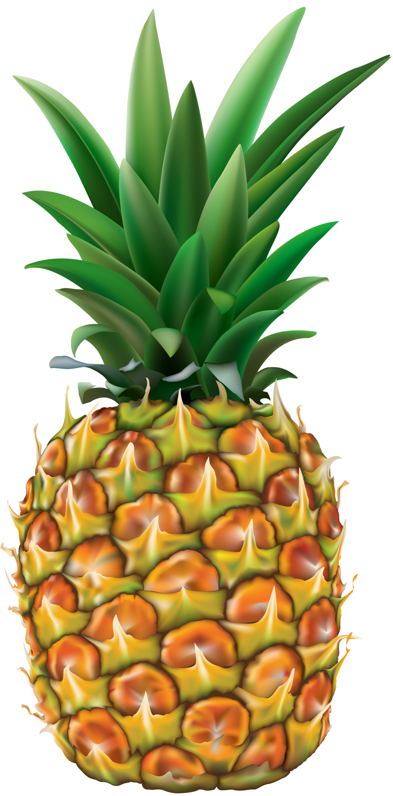 a pine fruit with green leaves on top