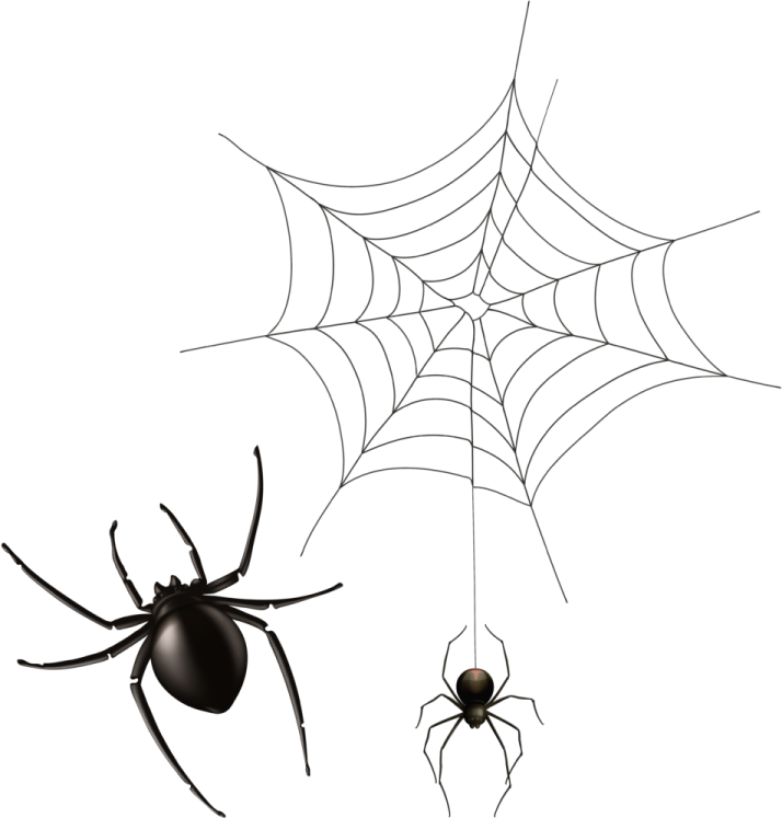 a spider and a black widow spider