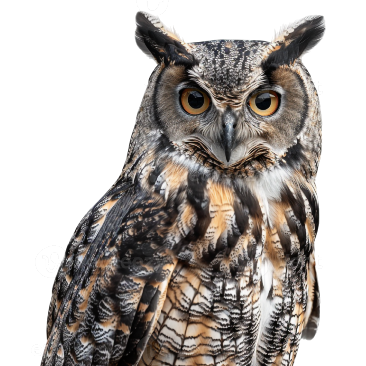 an owl sitting on top of a white background
