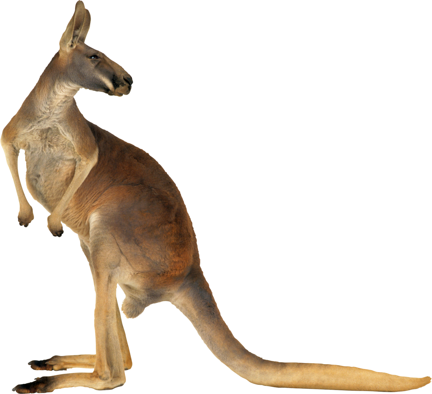 a kangaroo is standing on its hinds