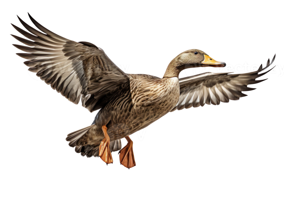 a duck in flight with its wings spread