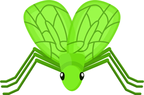 a green fly insect on a white background