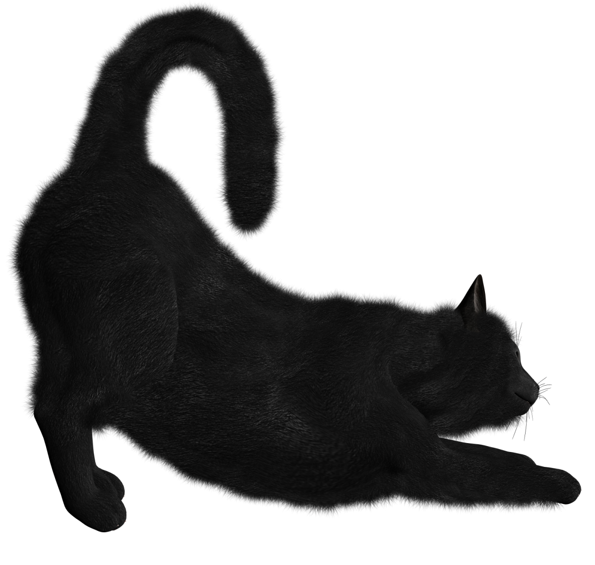 a black cat is laying on its back
