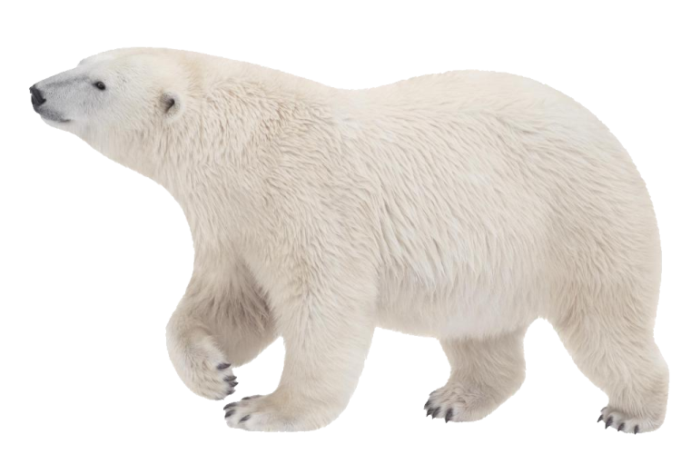 a polar bear on a white background