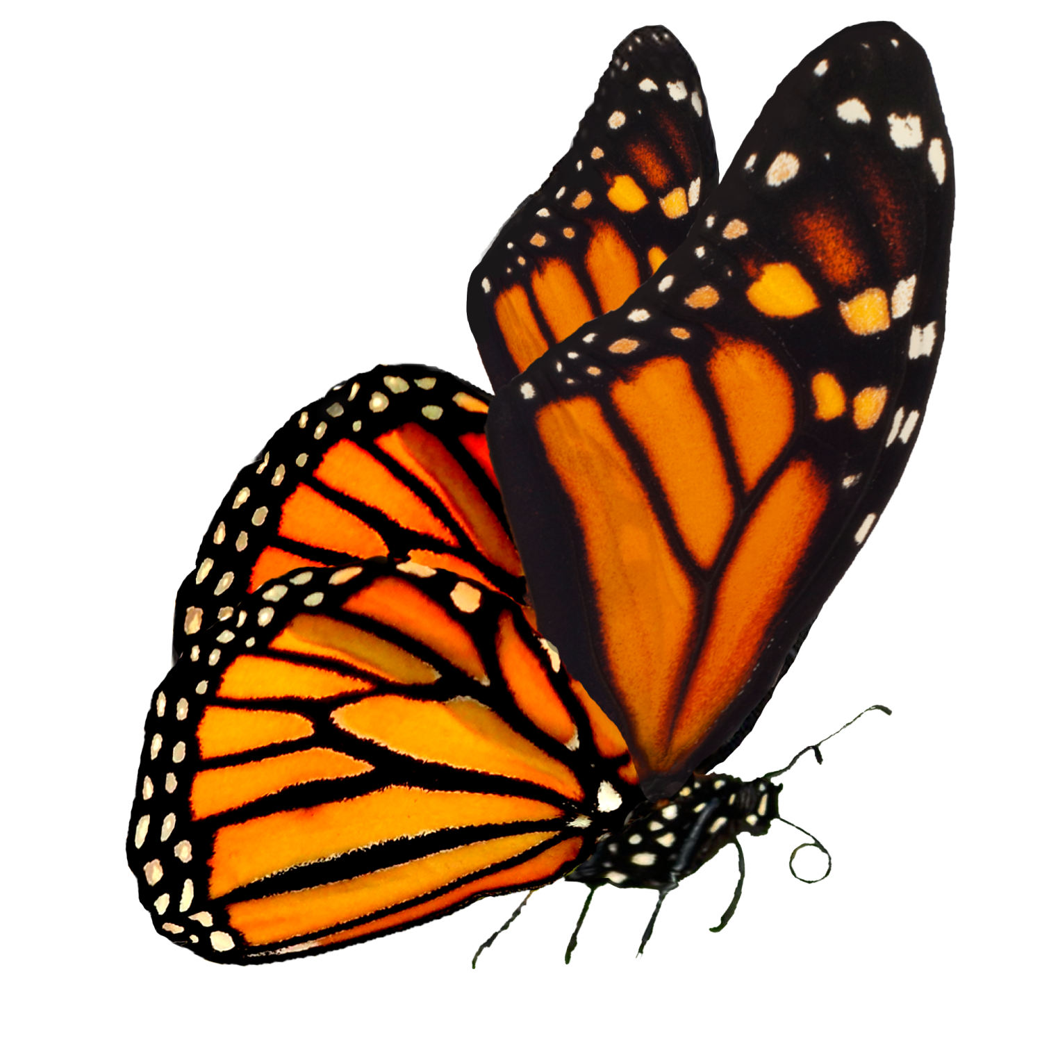 two monarch butterflies on a white background