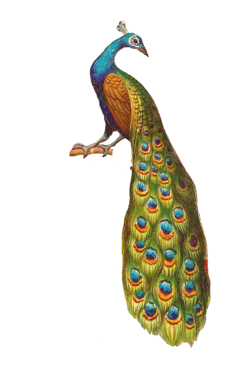 a drawing of a peacock on a white background
