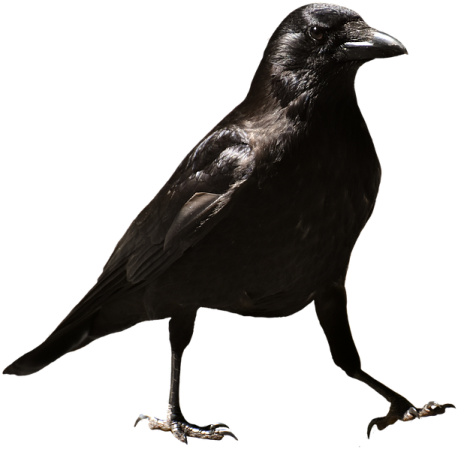 a black bird on a white background