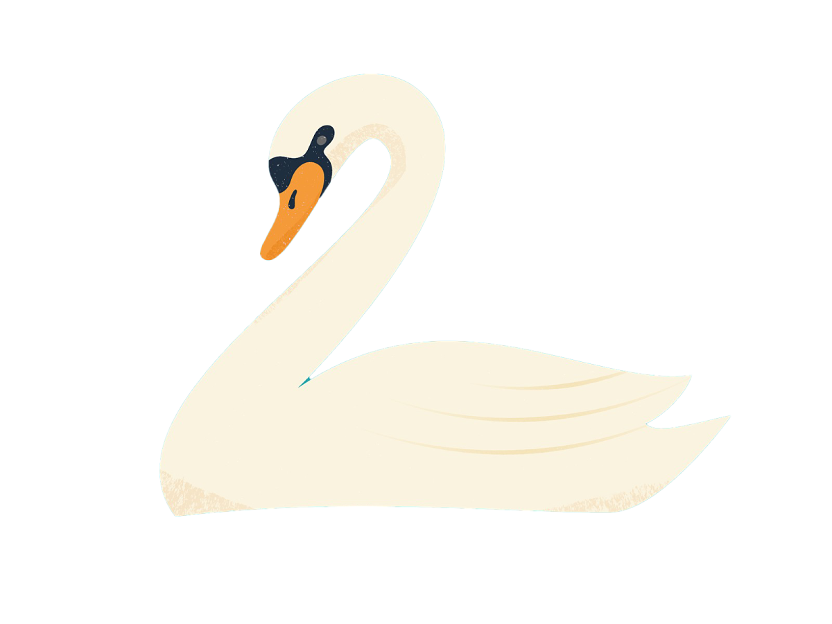 a white swan with an orange beak