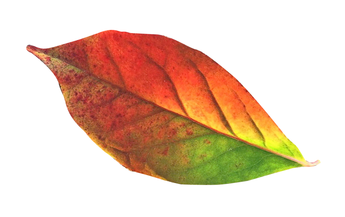 a red and green leaf on white background